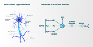 human brain and ANN.